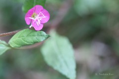 Oenothera rosea